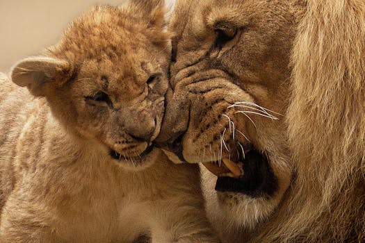 Tender moment shared between a lion and its cub, showcasing the familial bond in the wild.