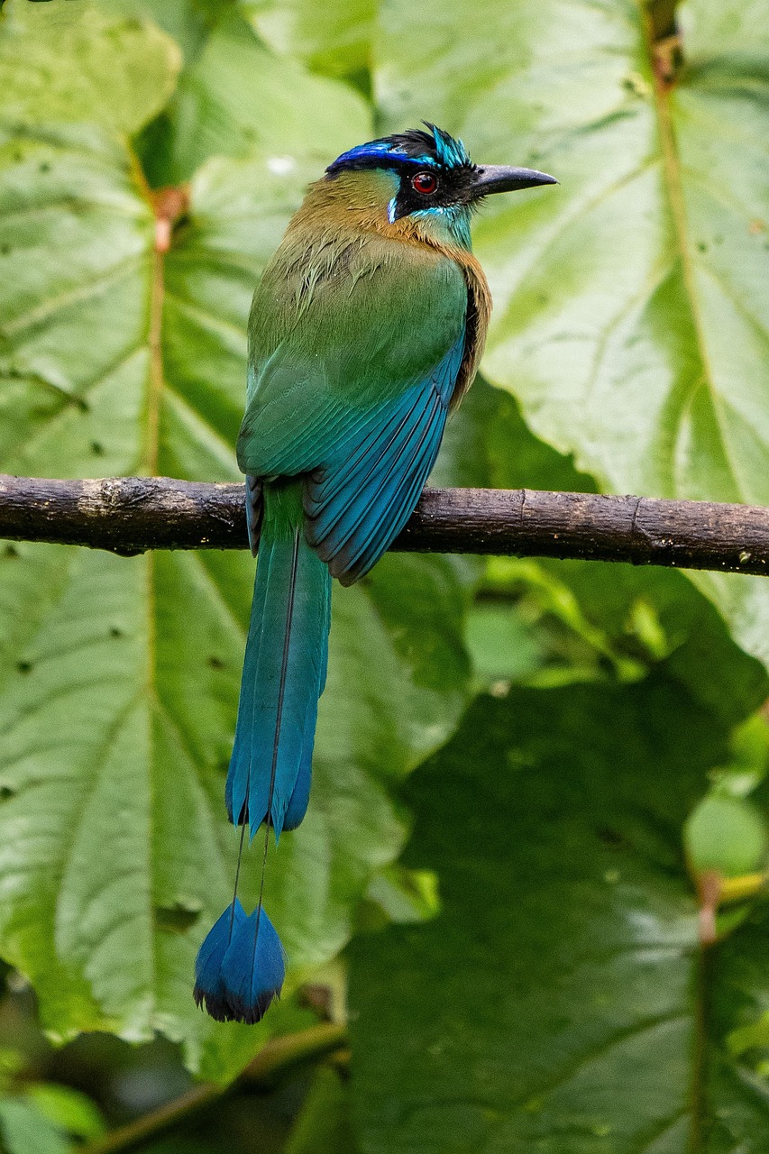 costa rica, motmot, bird, animal, nature, wildlife, avian
